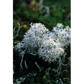 Essence unique d'Alaska -...