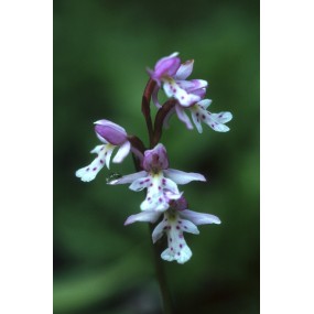 Alaska Single Essence - Orchidée à feuilles rondes (Amerorchis rotundifolia) 7,4 ml
