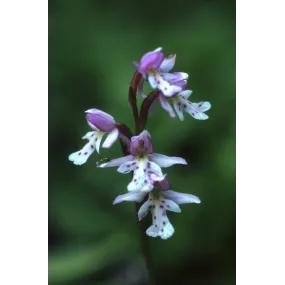 Essence simple d'Alaska -...