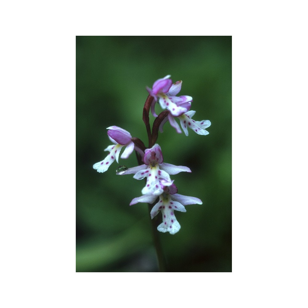 Alaska Single Essence - Orchidée à feuilles rondes (Amerorchis rotundifolia) 7,4 ml