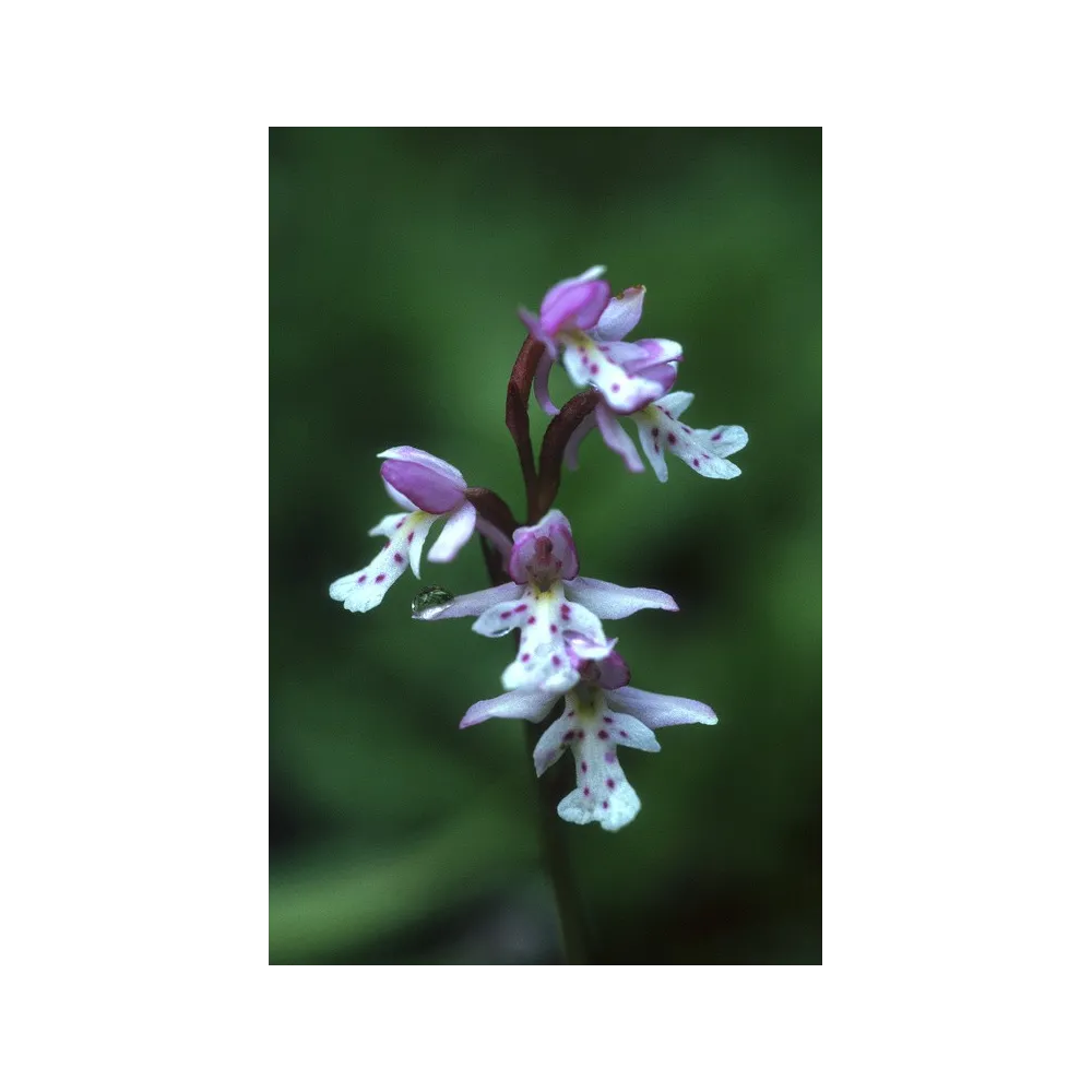 Essence simple d'Alaska - Orchidée à feuilles rondes (Amerorchis rotundifolia) 7,4 ml