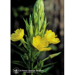 Esencia única californiana FES - Onagra (Oenothera elata) 7,4 ml