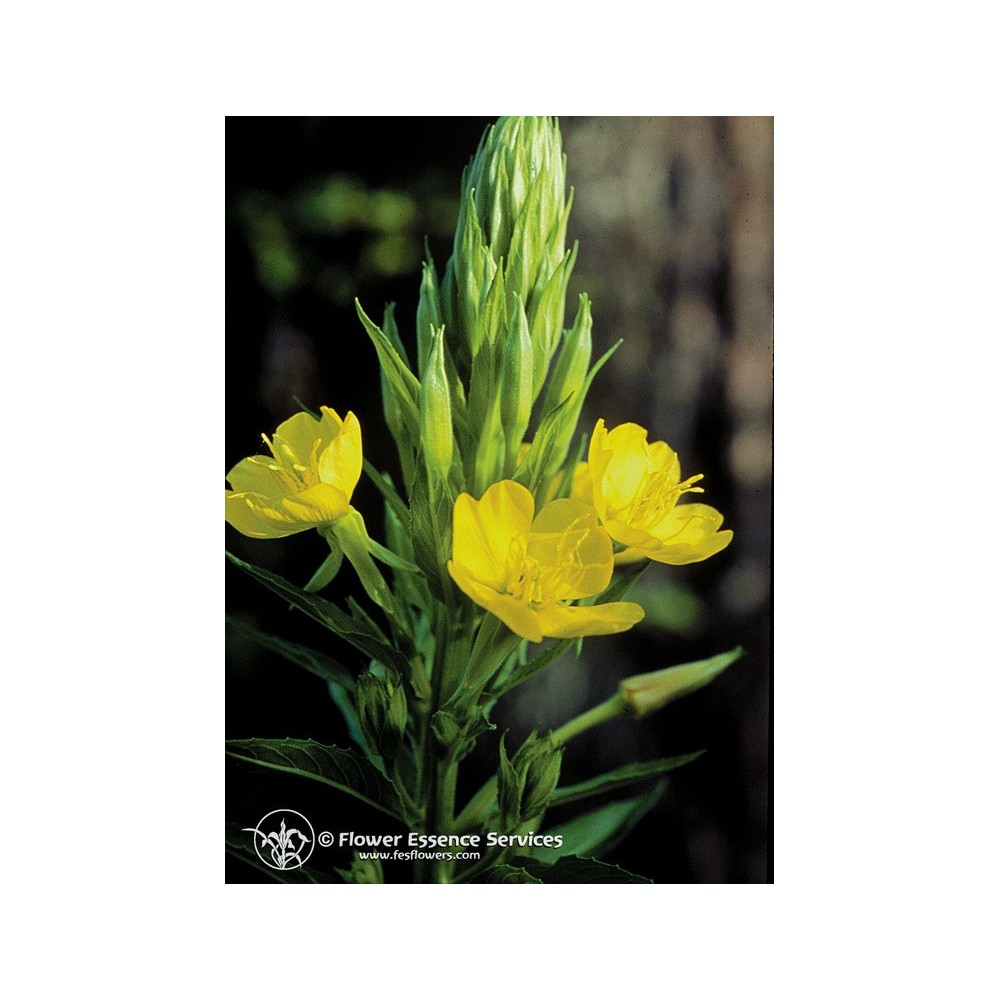 Essenza Singola Californiana FES - Evening Primrose (Oenothera elata) 7,4 ml