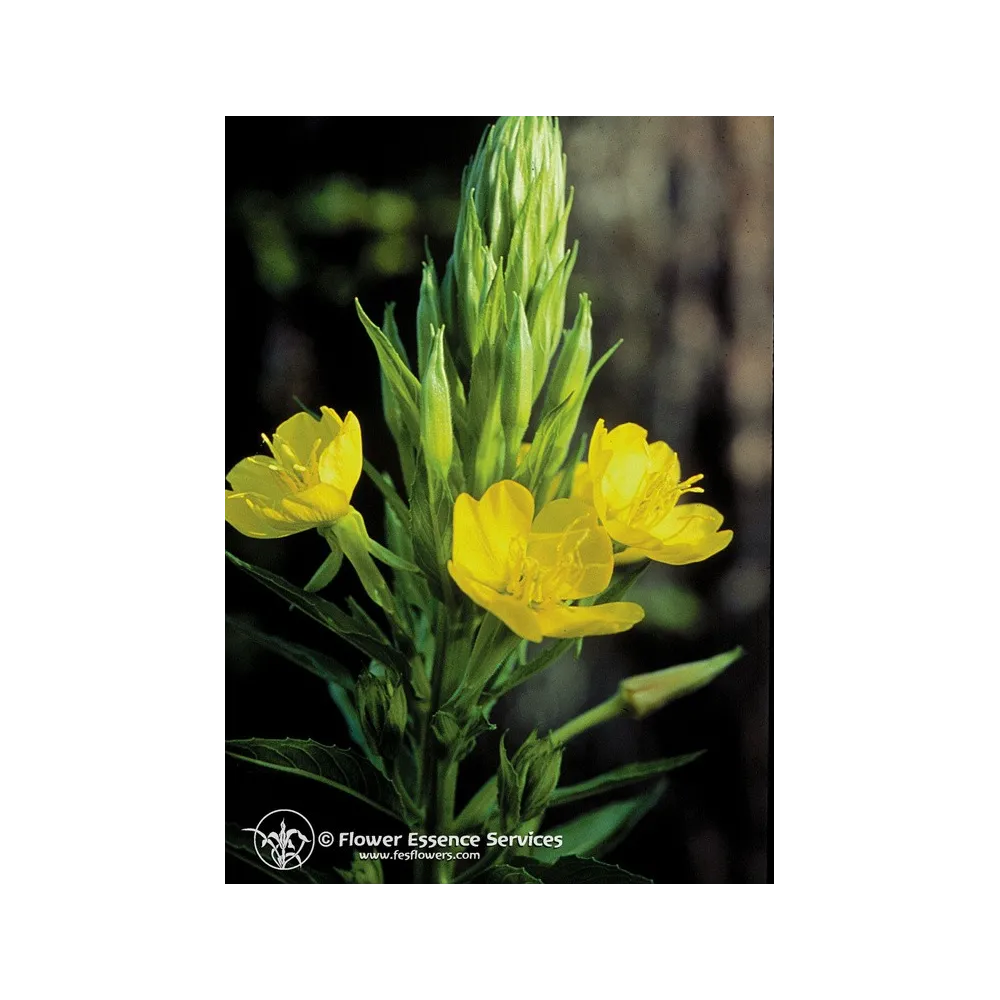 FES Californian Single Essence – Nachtkerze (Oenothera elata) 7,4 ml