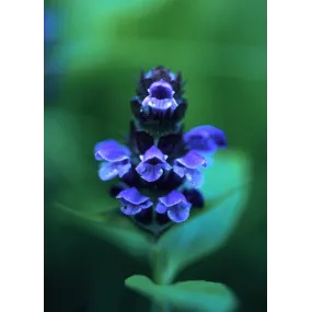 Essence simple d'Alaska -...