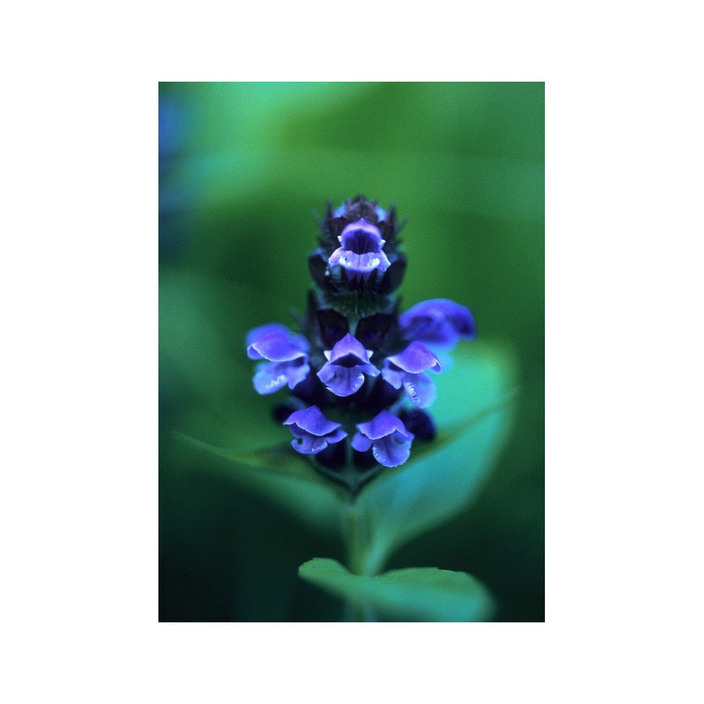 Alaska Single Essence - Self heal (Prunella vulgaris) 7.4 ml