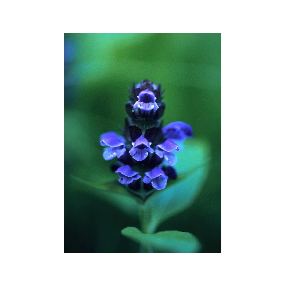 Esencia única de Alaska - Autocuración (Prunella vulgaris) 7,4 ml