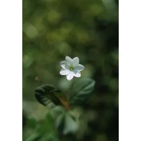 Alaska Single Essence -...