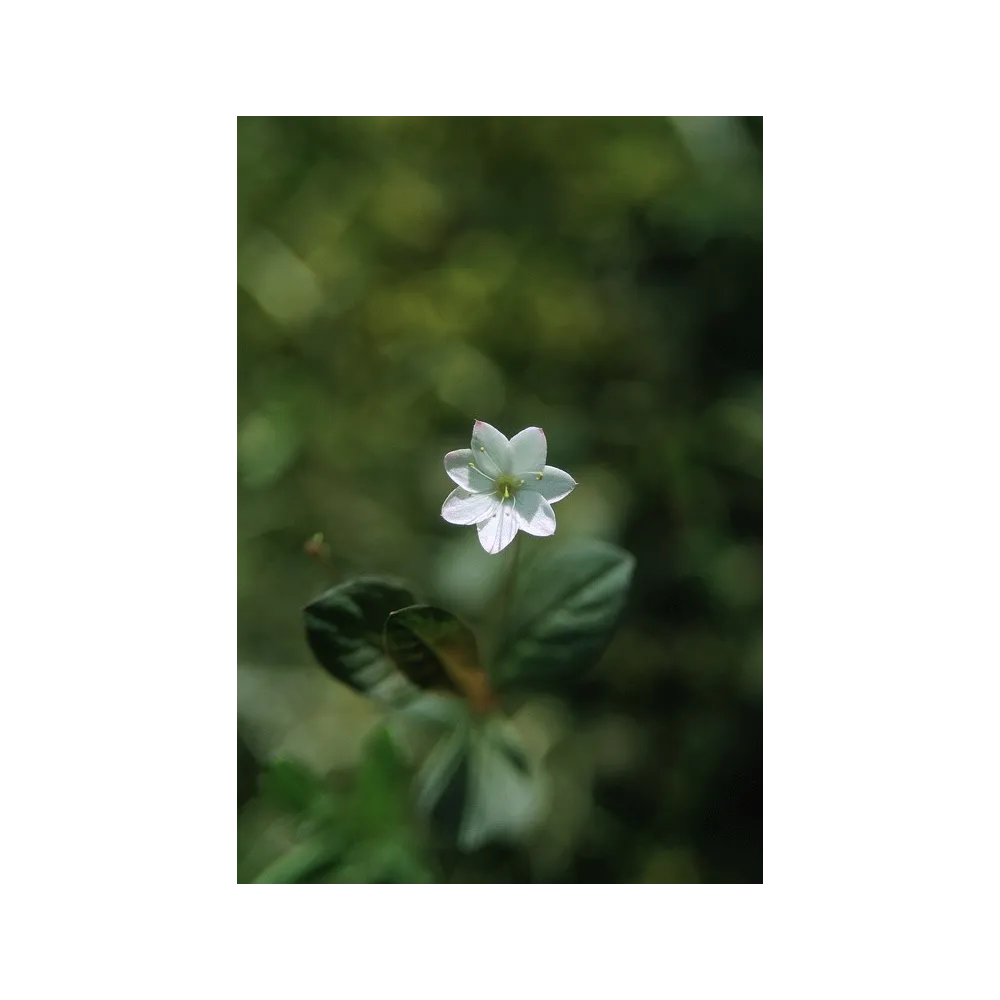 Alaska Single Essence - Self Heal (Prunella vulgaris) 7.4 ml
