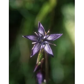 Alaska Single Essence –...