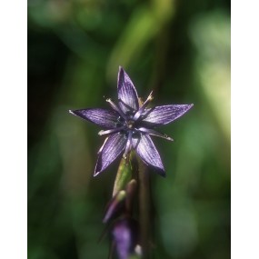 Esencia única de Alaska - Genciana estrella (Swertia perennis) 7,4 ml