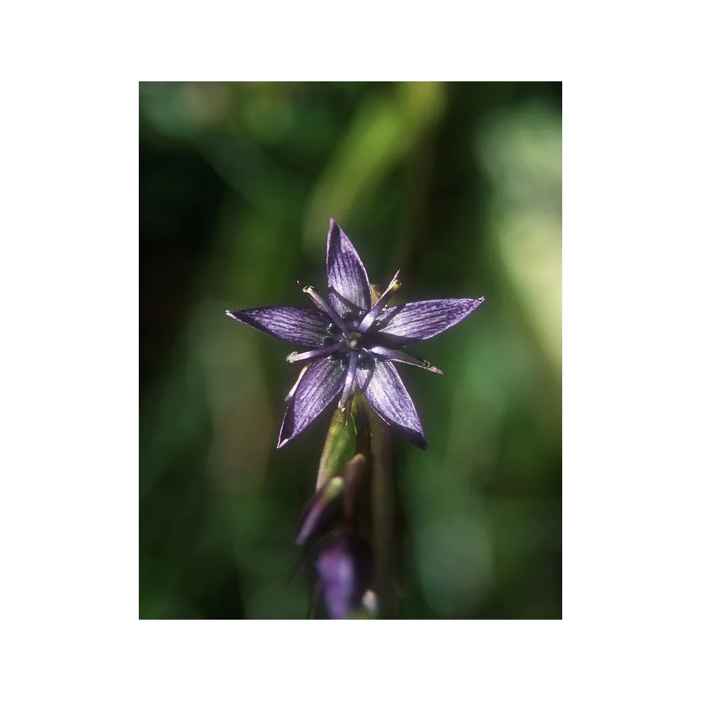 Esencia única de Alaska - Genciana estrellada (Swertia perennis) 7,4 ml