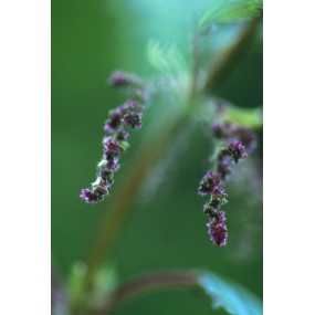 Alaska Single Essence – Brennnessel (Urtica gracilis) 7,4 ml