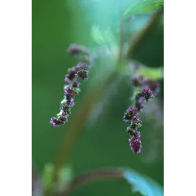 Esencia única de Alaska - Ortiga (Urtica gracilis) 7,4 ml
