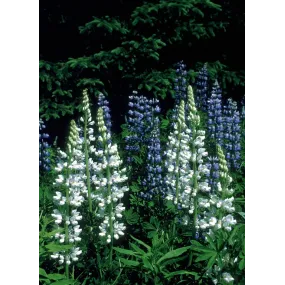 Alaska Single Essence –...