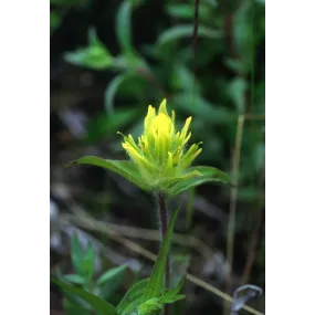 Esencia única de Alaska -...