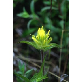 Essenza Singola dell'Alaska - Yellow Paintbrush (Castilleja unalaschensis) 7,4 ml