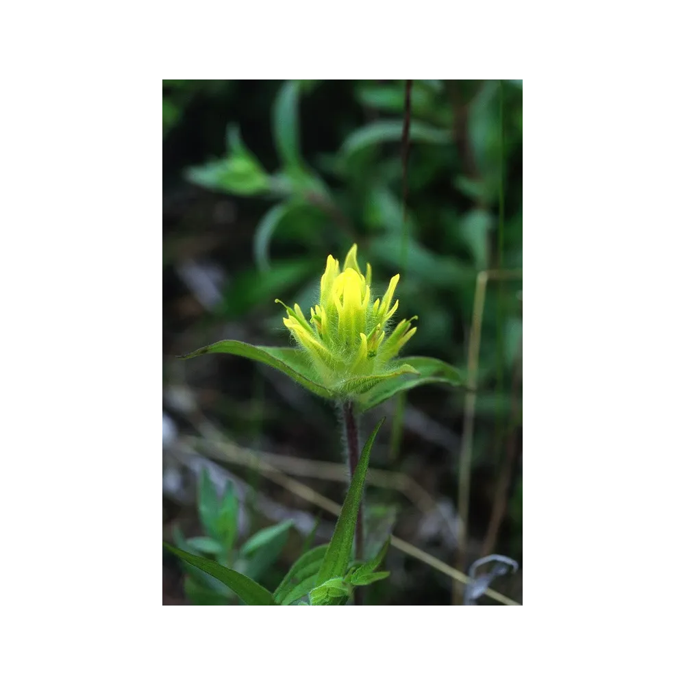 Alaska Single Essence - Castilleja unalaschensis (pinceau jaune) 7,4 ml