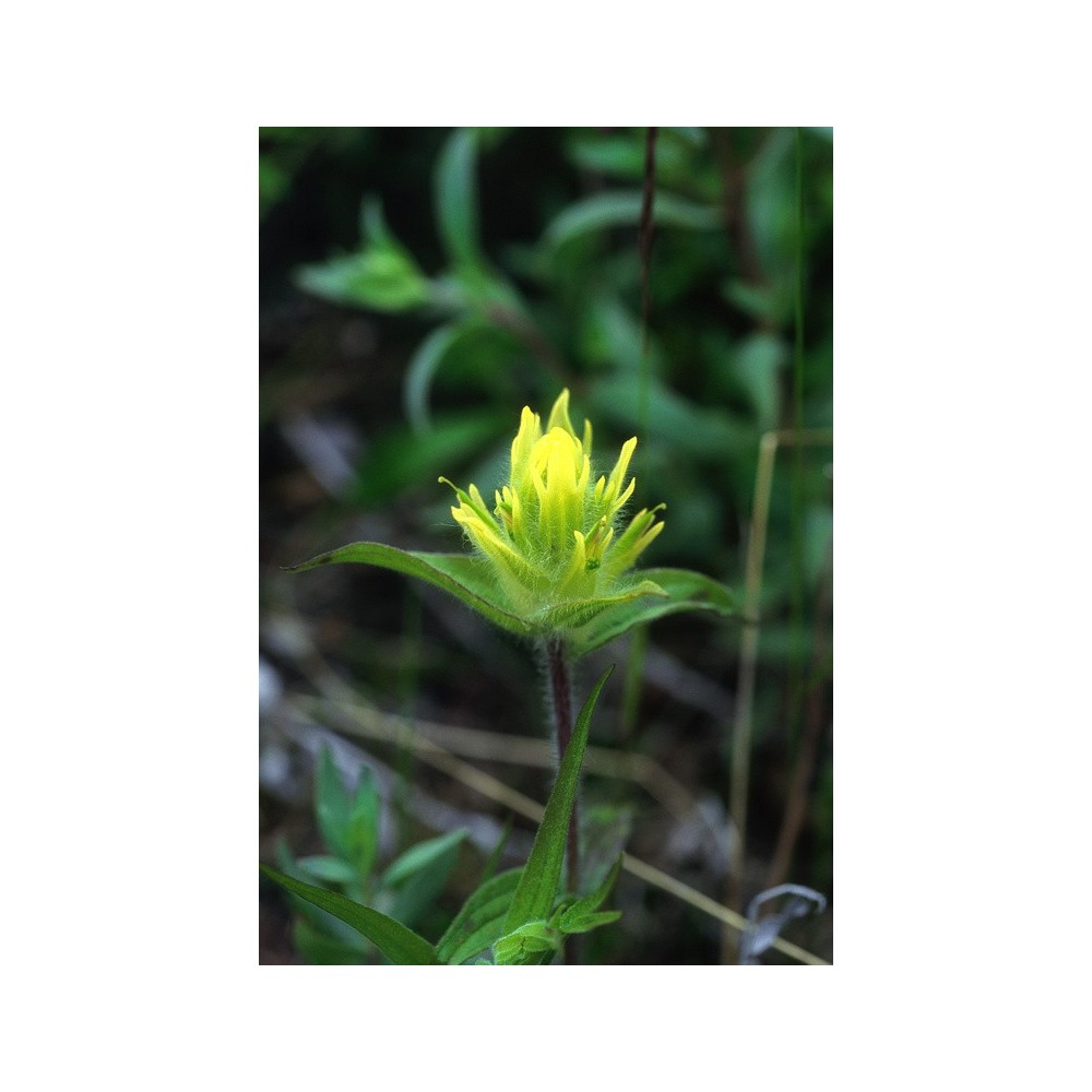 Esencia única Alaska - Pincel Amarillo (Castilleja unalaschensis) 7,4 ml