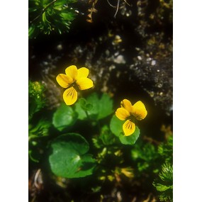 Alaska Single Essence - Yellow Violet (Viola biflora) 7.4 ml