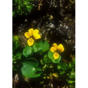 Essence simple Alaska -...