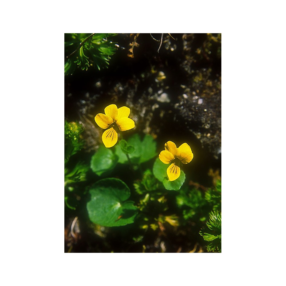 Alaska Single Essence - Yellow Violet (Viola biflora) 7.4 ml