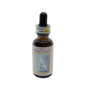Küstenseeschwalbe (Küstenseeschwalbe) 30 ml