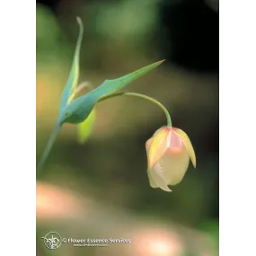 Essence unique...