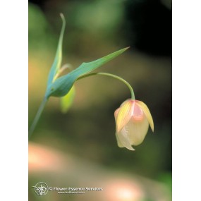 Essenza Singola Californiana FES - Fairy Lantern (Calochortus albus) 7,4 ml