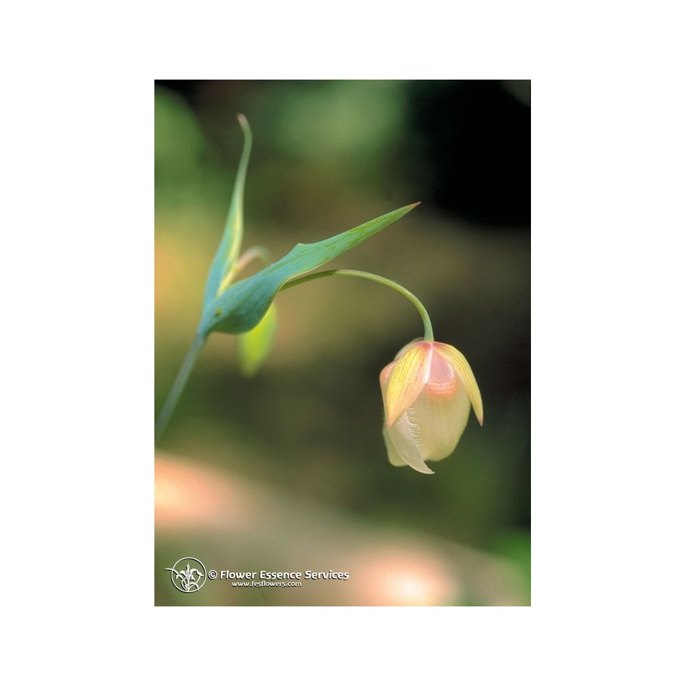 Essence unique californienne FES - Lanterne féerique (Calochortus albus) 7,4 ml