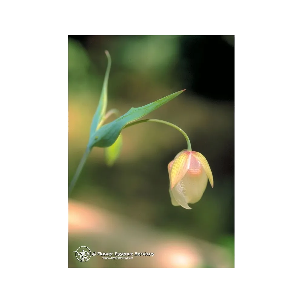 FES Californian Single Essence - Fairy Lantern (Calochortus albus) 7.4 ml