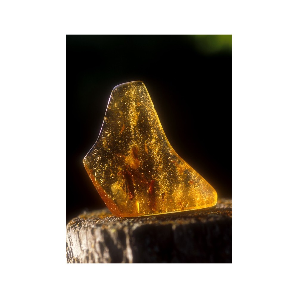 Essenza Singola dell'Alaska - Amber (Ambra) 7,4 ml