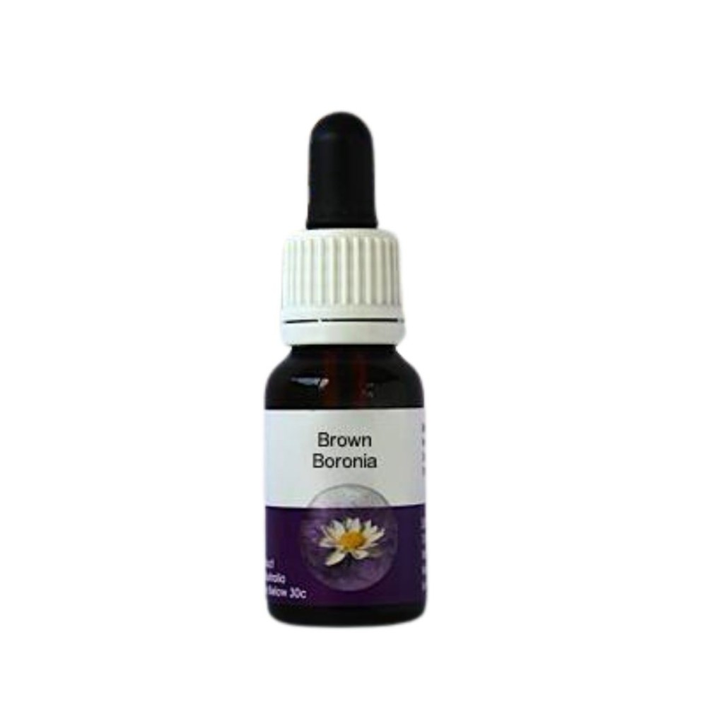 Boronie brune (Boronia megastigma) 15ml