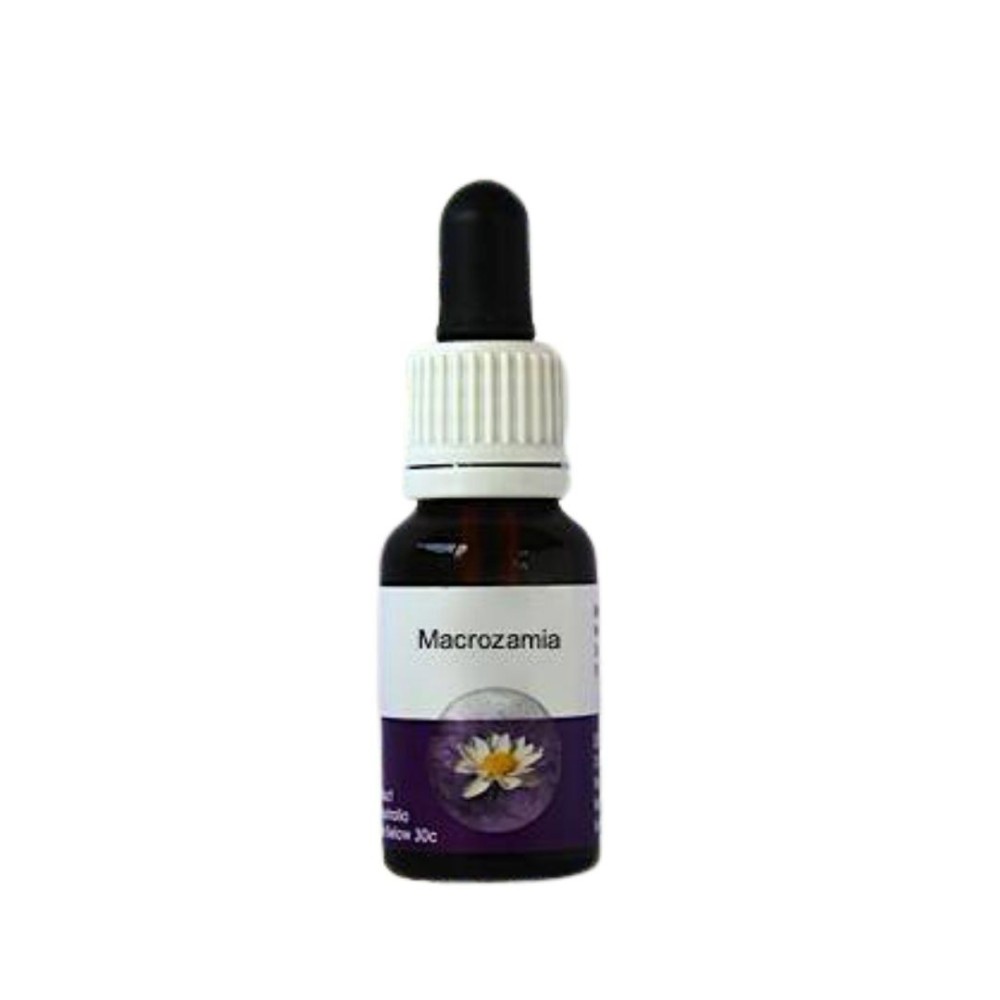 Makrozamie (Macrozamia reidlei) 15 ml