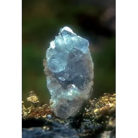 Alaska Single Essence -...