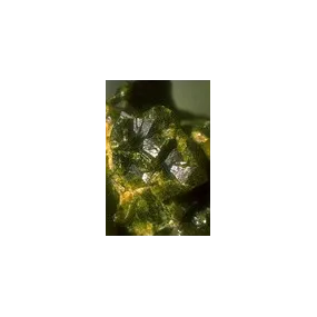 Esencia única de Alaska -...