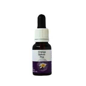 Esencia única de Australian Living - Guisante de naranja (Daviesa divaricata) 15 ml