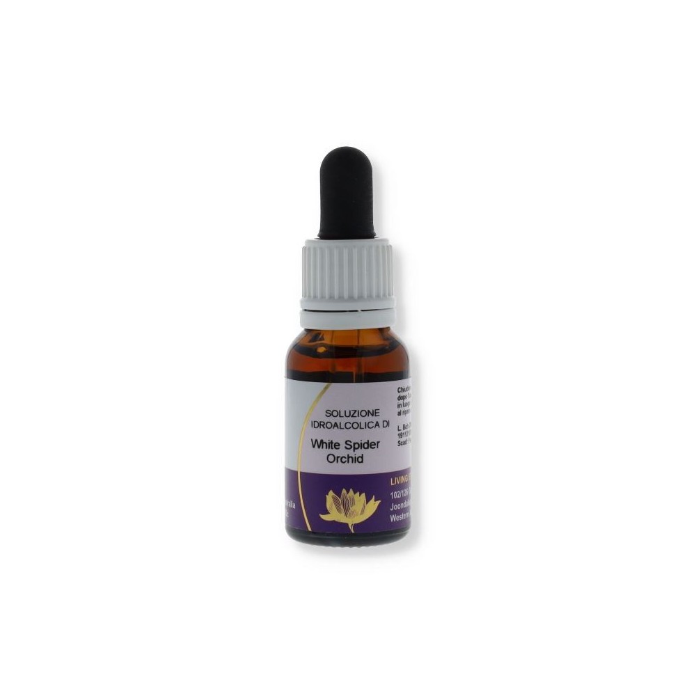 Weiße Spinnenorchidee (Caladenia patersonii) 15ml