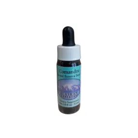 Comandra (Geocaulon lividum) 7,4 ml