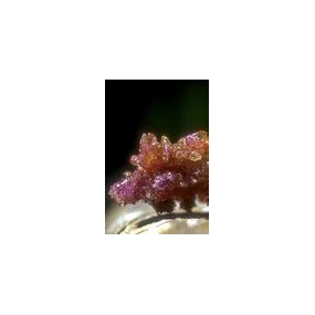 Essence unique d'Alaska -...