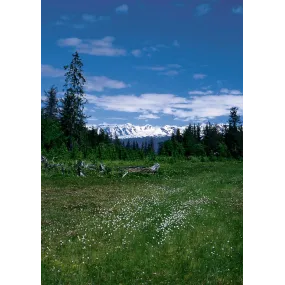 Alaska Single Essence -...