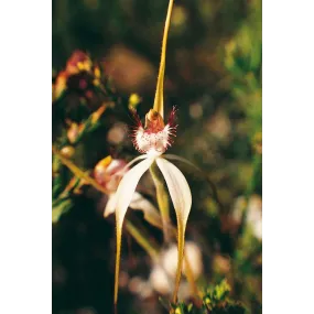 Esencia única de Australian...