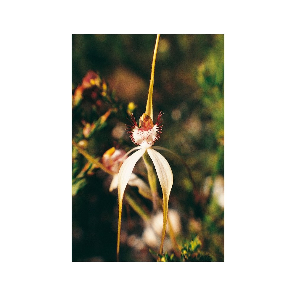 Australian Living Single Essence - Orchidée araignée blanche (Caladenia patersonii) 15 ml