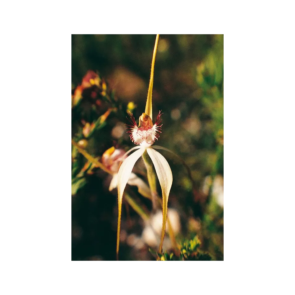 Esencia única de Australian Living - Orquídea araña blanca (Caladenia patersonii) 15 ml