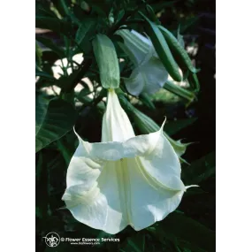 Essence unique de...