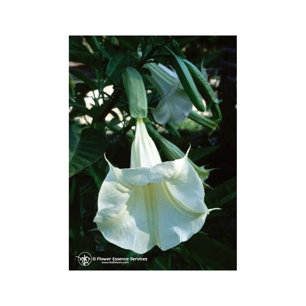 Californian Single Essence FES – Angel’s Trumpet