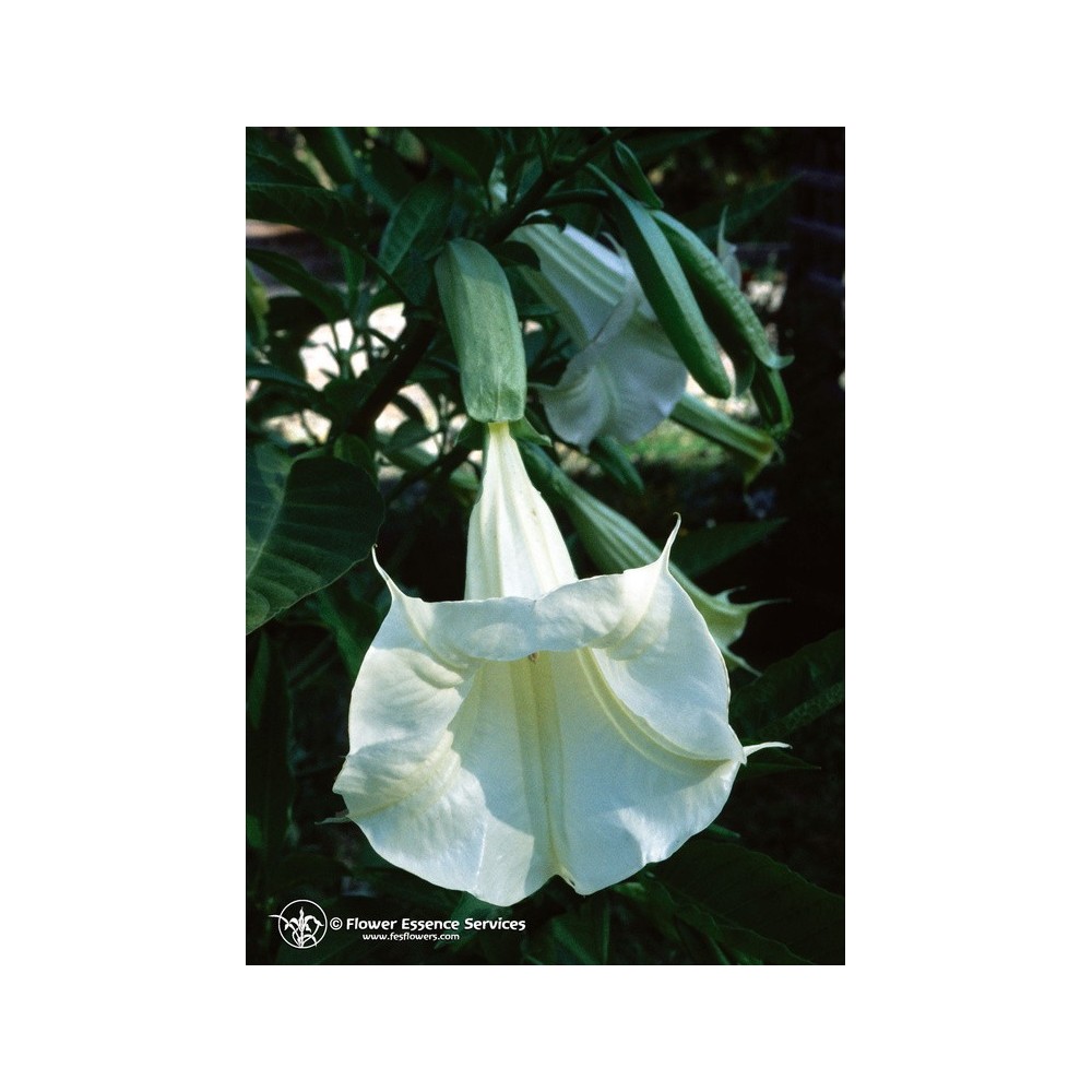 FES Californian Single Essence - Angel's Trumpet (Datura candida) 7.4 ml