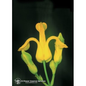 Essenza Singola Californiana FES - Golden Ear Drops (Dicentra chrysantha) 7,4 ml