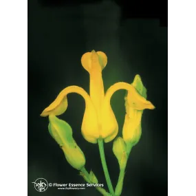 Huile essentielle...