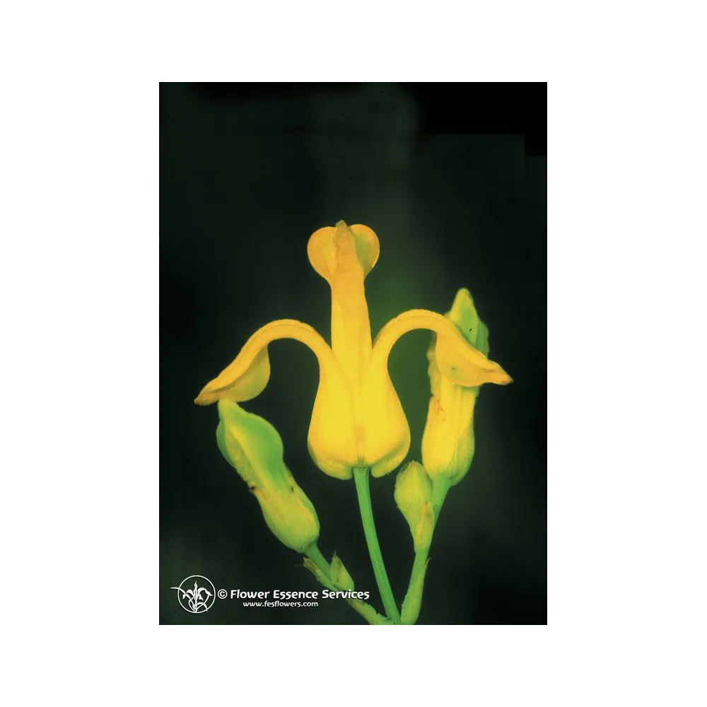 FES à essence unique californienne – Gouttes auriculaires dorées